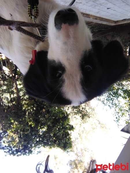 Border Collie, Köpek  Calimero fotoğrafı