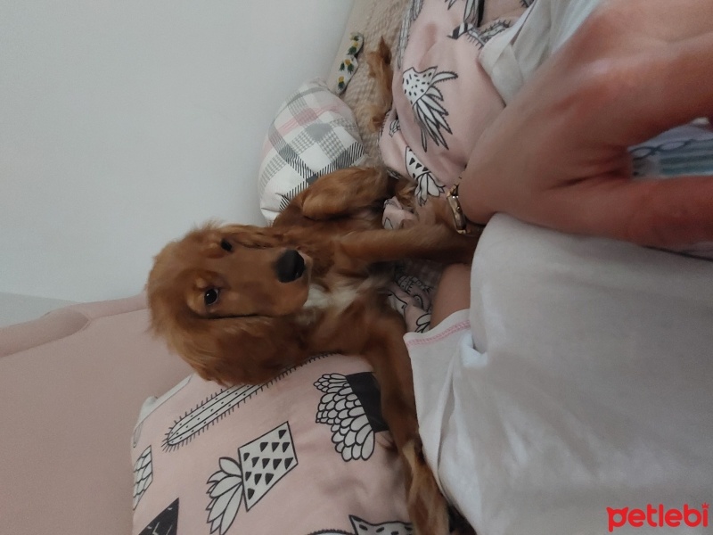 Amerikan Cocker Spaniel, Köpek  Maya fotoğrafı