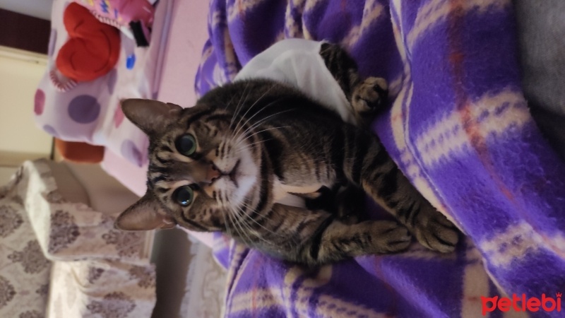 Tekir Kedi, Kedi  Duman Tekir fotoğrafı
