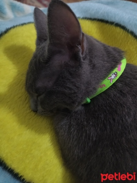 Mavi Rus, Kedi  Mia fotoğrafı