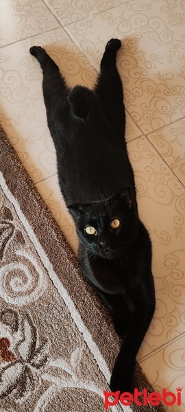 Manx, Kedi  GECE fotoğrafı
