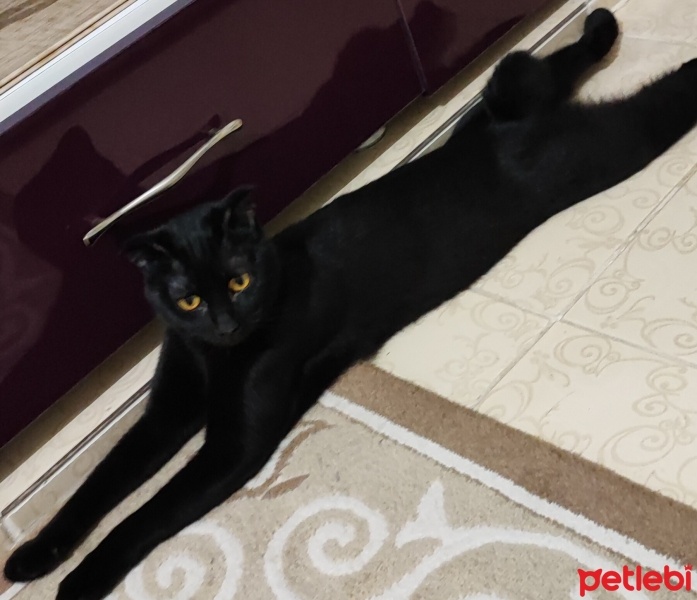 Manx, Kedi  GECE fotoğrafı