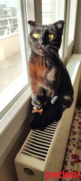 Manx, Kedi  GECE fotoğrafı