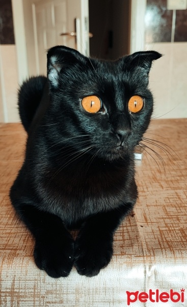 Manx, Kedi  GECE fotoğrafı