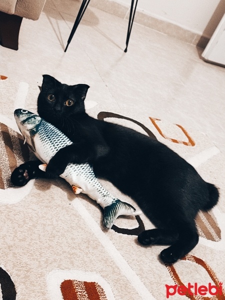 Manx, Kedi  GECE fotoğrafı