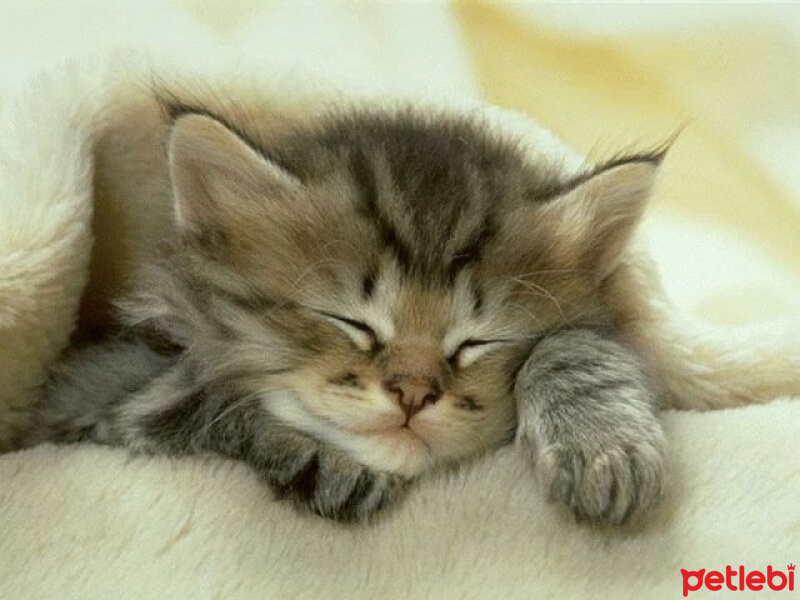 American Keuda, Kedi  Puffy fotoğrafı