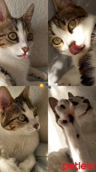 Tekir Kedi, Kedi  Mia fotoğrafı