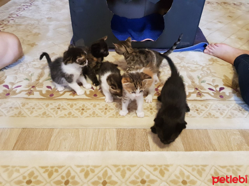 Tekir Kedi, Kedi  Yavru Kediler fotoğrafı