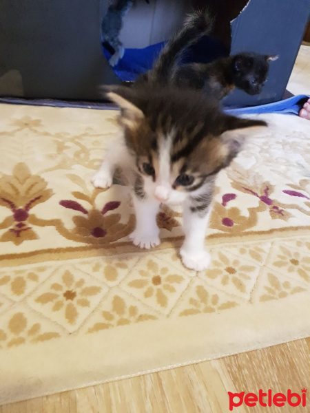 Tekir Kedi, Kedi  Yavru Kediler fotoğrafı