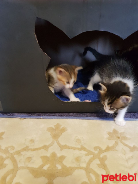 Tekir Kedi, Kedi  Yavru Kediler fotoğrafı