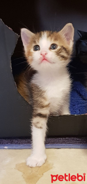 Tekir Kedi, Kedi  Yavru Kediler fotoğrafı