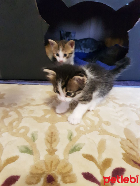 Tekir Kedi, Kedi  Yavru Kediler fotoğrafı