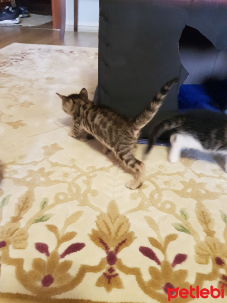 Tekir Kedi, Kedi  Yavru Kediler fotoğrafı
