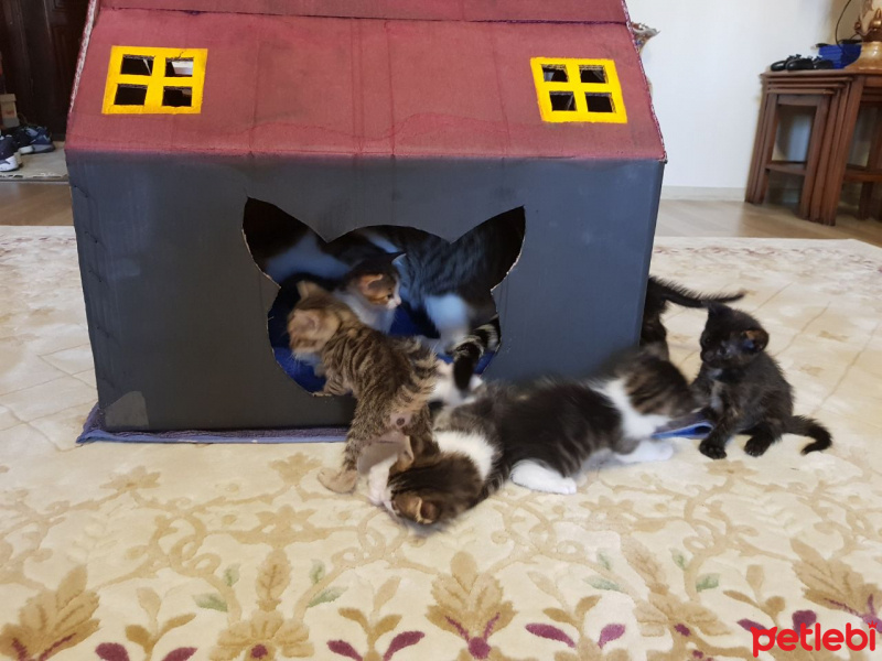 Tekir Kedi, Kedi  Yavru Kediler fotoğrafı
