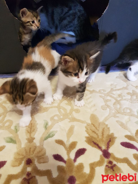 Tekir Kedi, Kedi  Yavru Kediler fotoğrafı