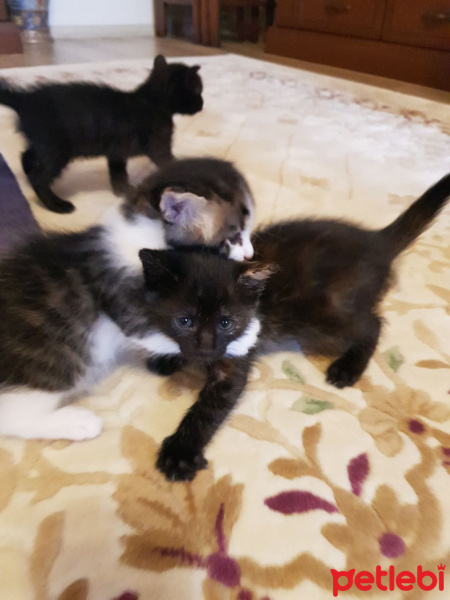 Tekir Kedi, Kedi  Yavru Kediler fotoğrafı