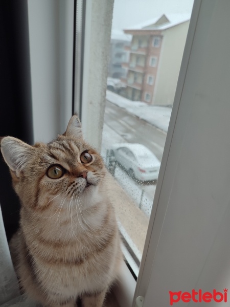 British Longhair, Kedi  Zilli fotoğrafı