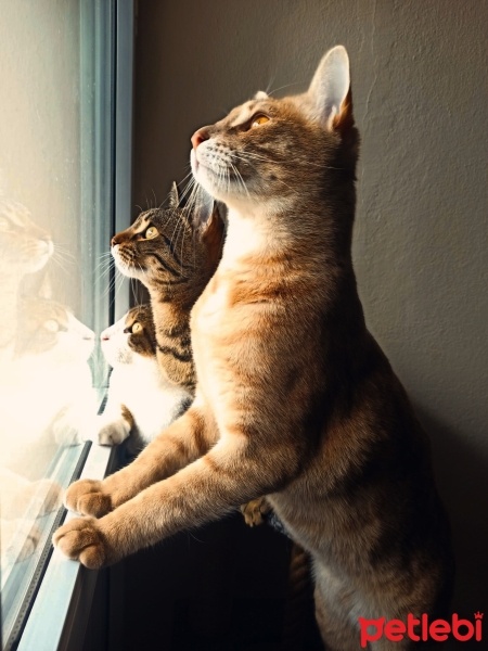 Tekir Kedi, Kedi  Pablo fotoğrafı