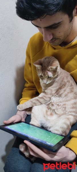 Sarman, Kedi  Hugo fotoğrafı