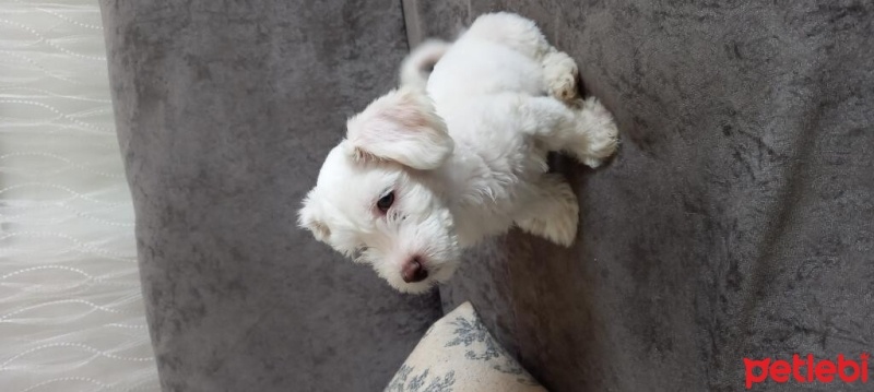 Maltese, Köpek  Yavru fotoğrafı