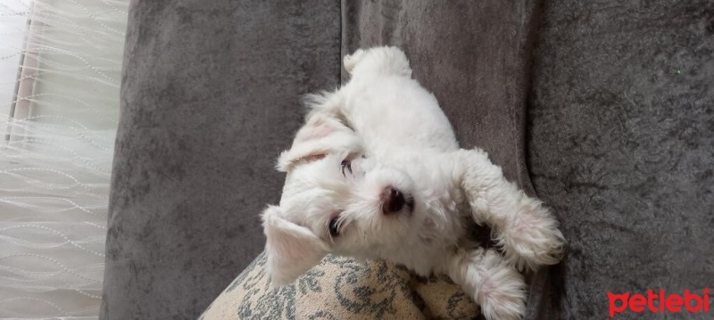Maltese, Köpek  Yavru fotoğrafı