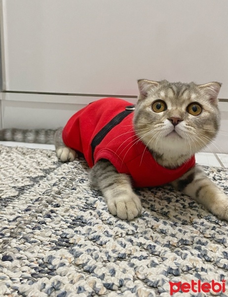 Scottish Fold, Kedi  Çiko fotoğrafı