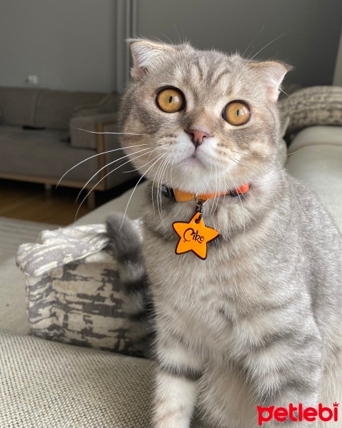 Scottish Fold, Kedi  Çiko fotoğrafı