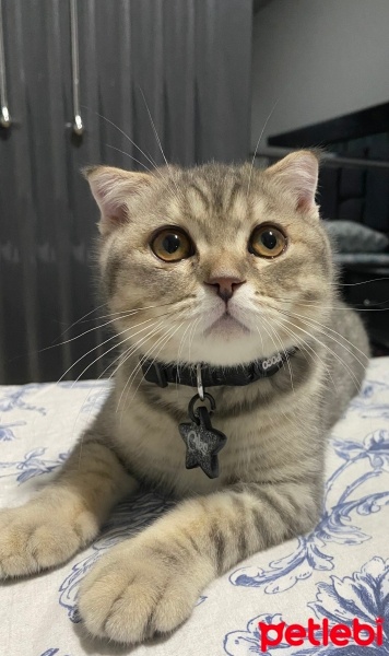 Scottish Fold, Kedi  Çiko fotoğrafı