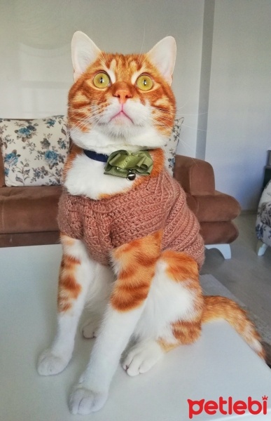 Sarman, Kedi  Tarçın fotoğrafı