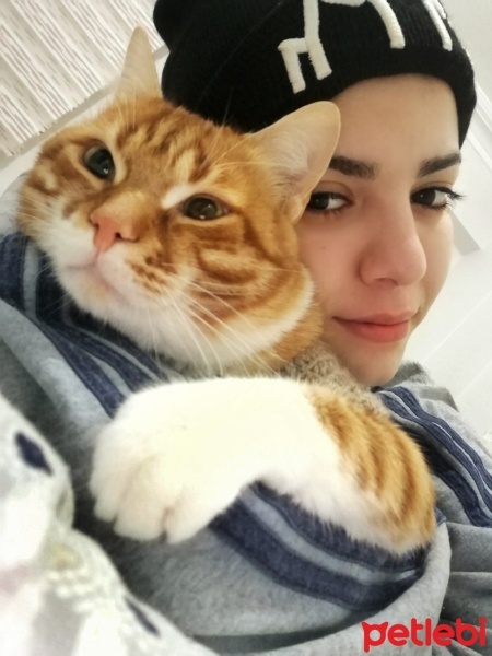 Sarman, Kedi  Tarçın fotoğrafı