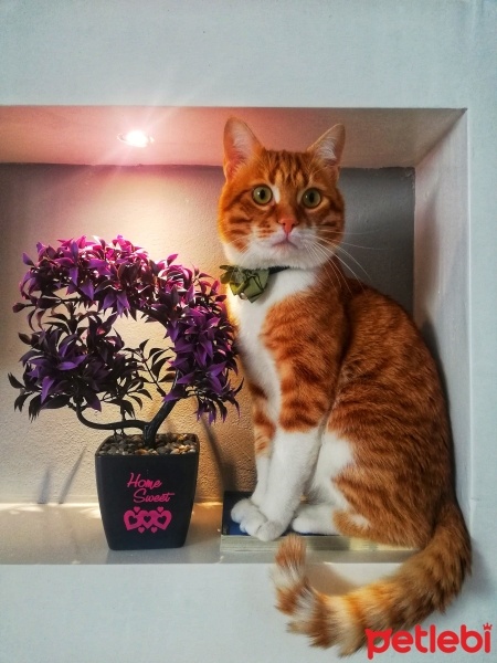 Sarman, Kedi  Tarçın fotoğrafı