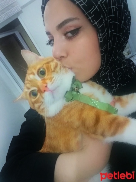 Sarman, Kedi  Tarçın fotoğrafı