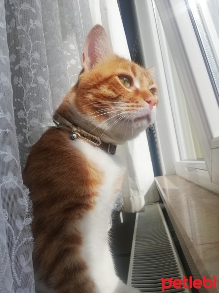 Sarman, Kedi  Tarçın fotoğrafı