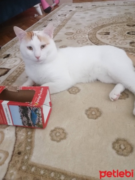Tekir Kedi, Kedi  Pamuk fotoğrafı