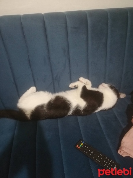Tekir Kedi, Kedi  Pamuk fotoğrafı