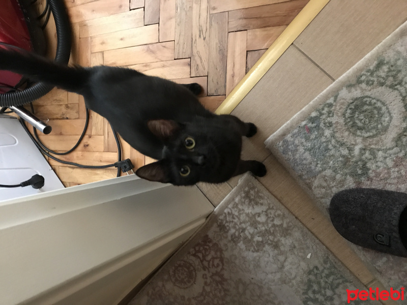 Bombay, Kedi  Çorap fotoğrafı