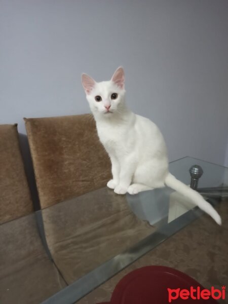 Ankara Kedisi, Kedi  Pamuk fotoğrafı