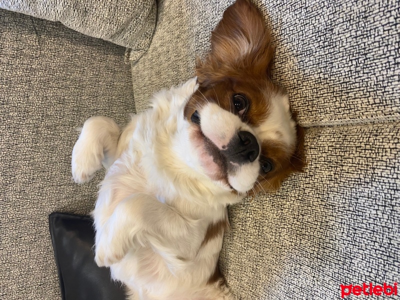 Cavalier King Charles Spanieli, Köpek  Şans fotoğrafı