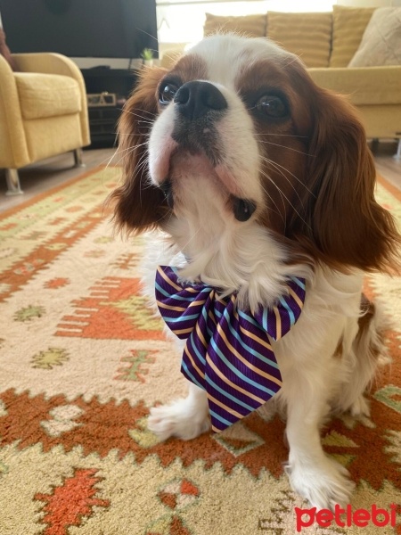 Cavalier King Charles Spanieli, Köpek  Şans fotoğrafı