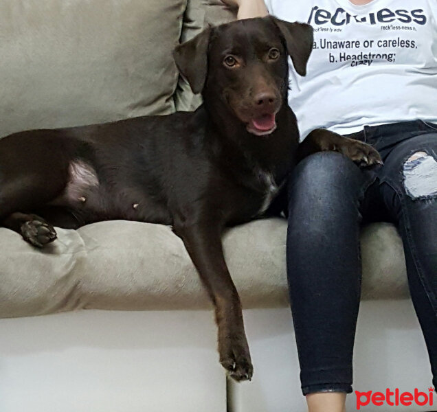 Labrador Retriever, Köpek  Badem fotoğrafı