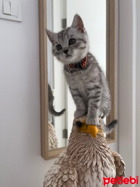 British Shorthair, Kedi  Nata fotoğrafı