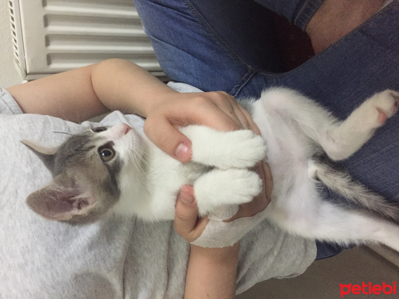 Tekir Kedi, Kedi  Pati  fotoğrafı