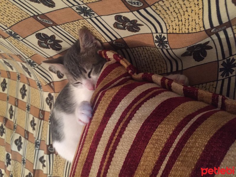 Tekir Kedi, Kedi  Pati  fotoğrafı