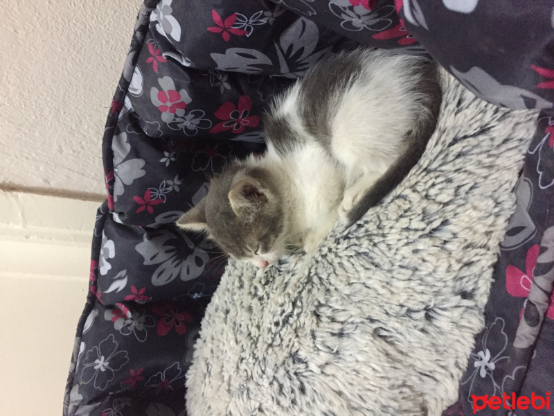 Tekir Kedi, Kedi  Pati  fotoğrafı