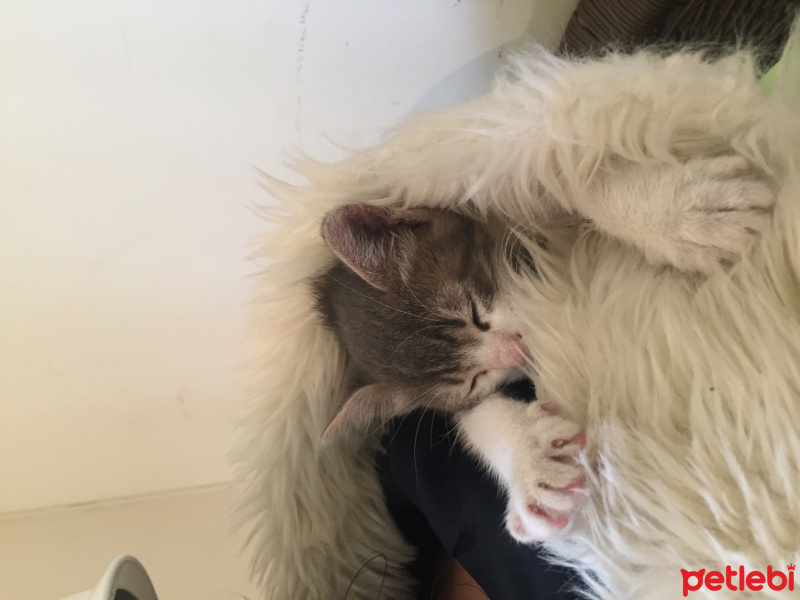 Tekir Kedi, Kedi  Pati  fotoğrafı