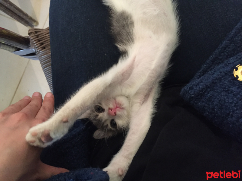 Tekir Kedi, Kedi  Pati  fotoğrafı