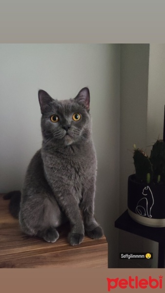 British Shorthair, Kedi  Mia fotoğrafı