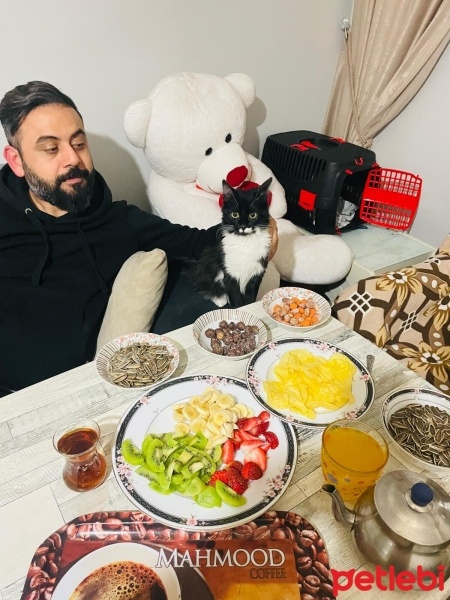 Tuxedo (Smokin) Kedi, Kedi  Luna fotoğrafı