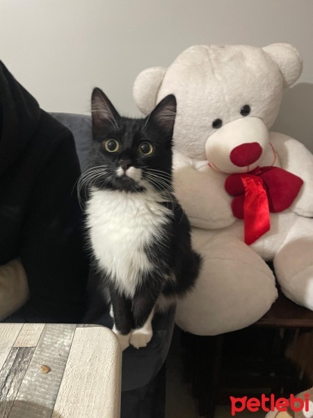 Tuxedo (Smokin) Kedi, Kedi  Luna fotoğrafı
