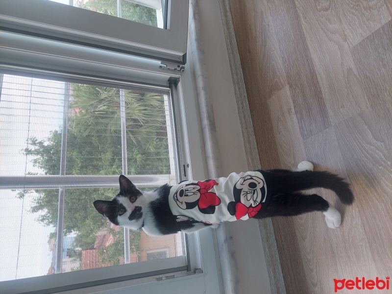 Tekir Kedi, Kedi  Şans fotoğrafı